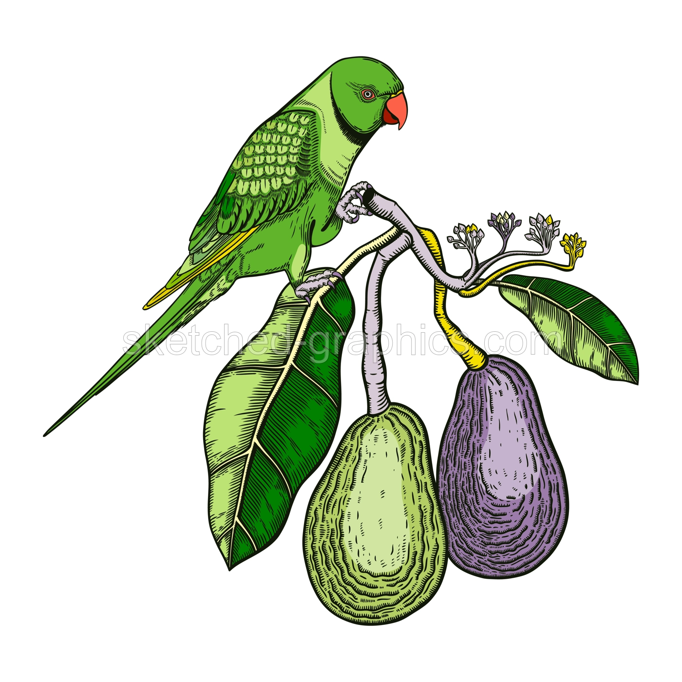Decorative composition with avocado and green parrot. Colorful avocado branch with flowers, leaves and two whole fruit illustration. Exotic plant and Indian ringneck parrot drawing. Illustration